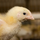 Image for article titled What comes after the end of factory farming?